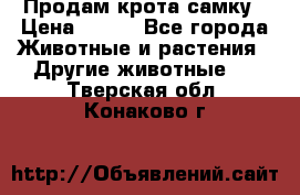 Продам крота самку › Цена ­ 200 - Все города Животные и растения » Другие животные   . Тверская обл.,Конаково г.